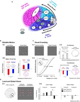 Beta oscillations in vision: a (preconscious) neural mechanism for the dorsal visual stream?